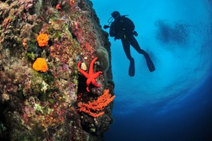 Erikli Sahilinde Dalış Yapabilirsiniz. Scuba Diving